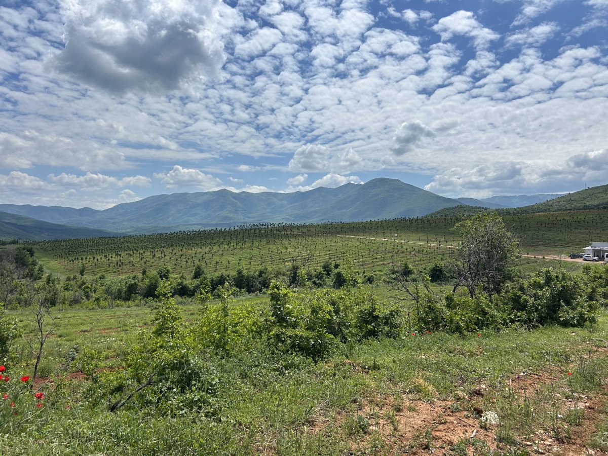 Kiri-Baum-Plantage – Übersicht mit Bäumen in voller Grösse