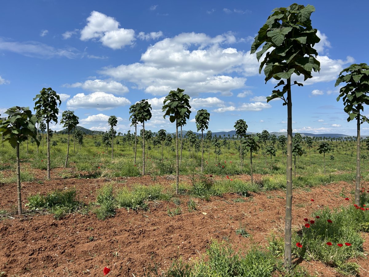 Kiri-Bäume auf der Plantage aus der Nähe